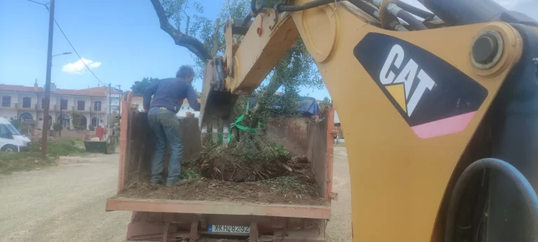 Εκρίζωση Δέντρων και Μεταφύτευση