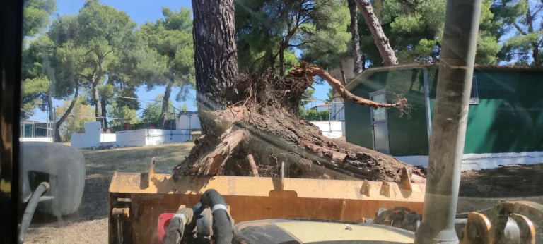 κοπή και καθαρισμός δέντρων